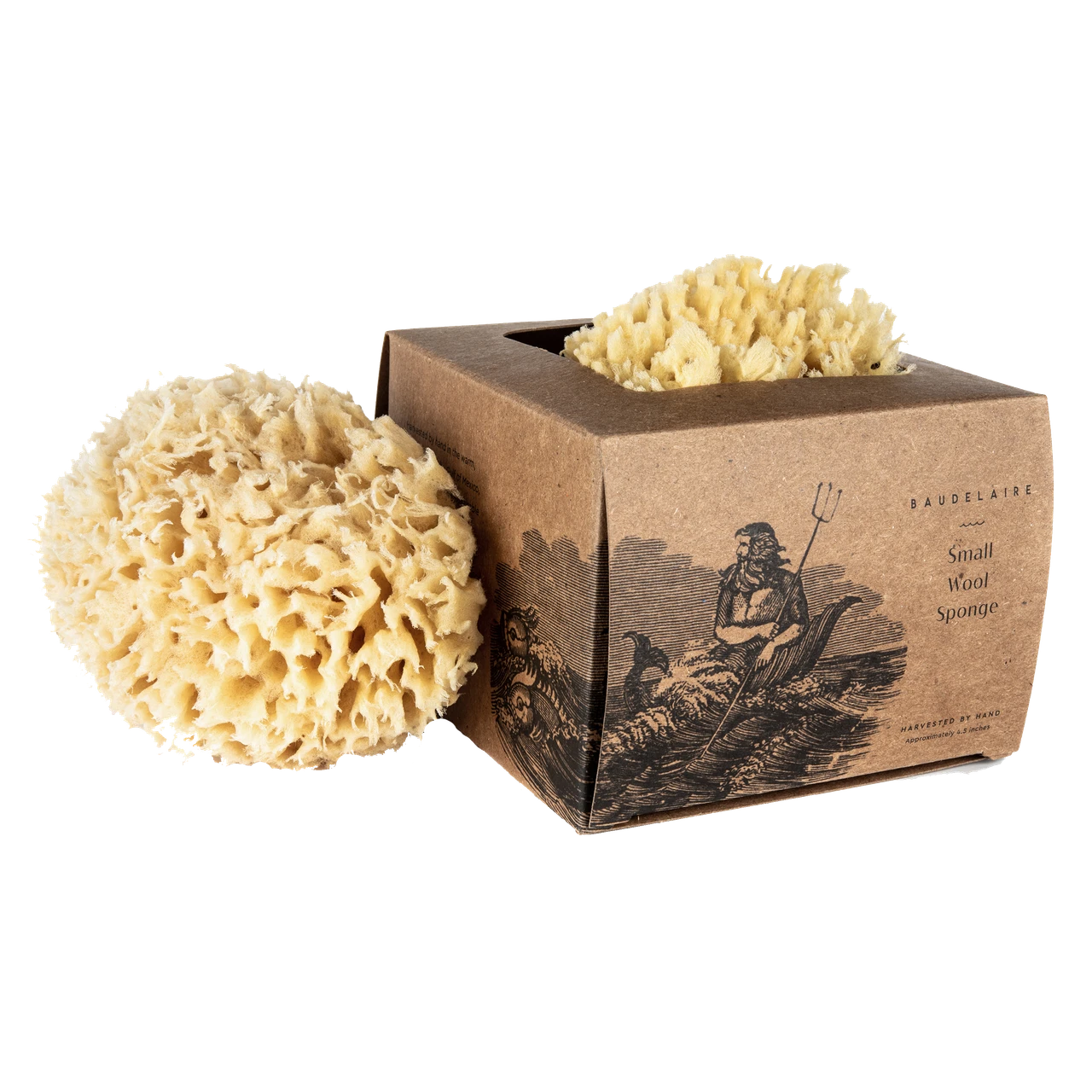 BAUDELAIRE Body Wool Sea Sponge